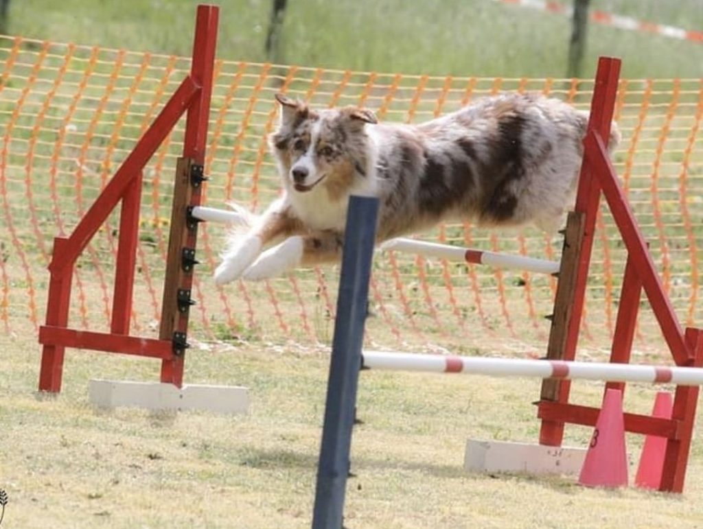 Hunde-Agility