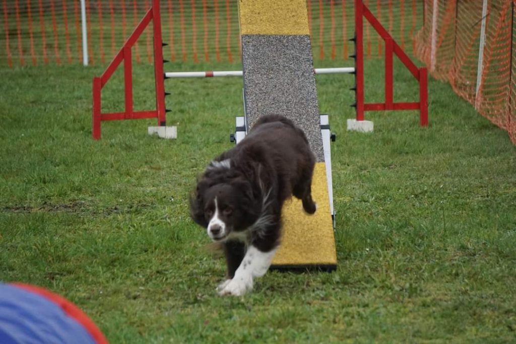 Australian-Shepherd